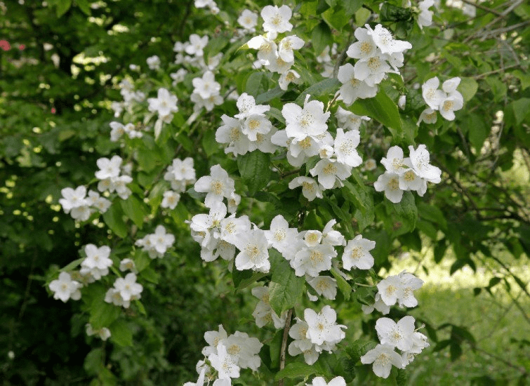 Des images de diff�rentes plantes